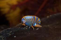 Image of Hunchback amphipod