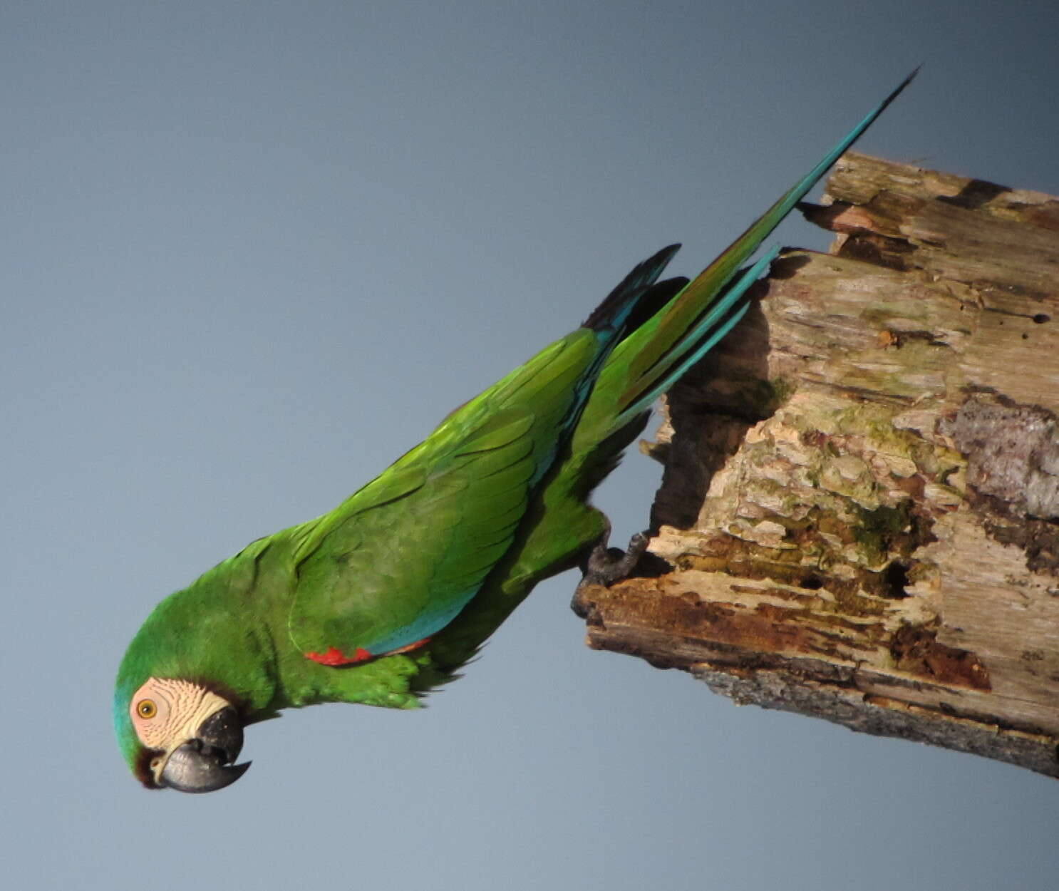 Image of Chestnut-fronted Macaw