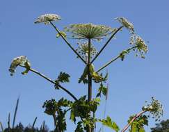 Imagem de Heracleum sosnowskyi Manden.