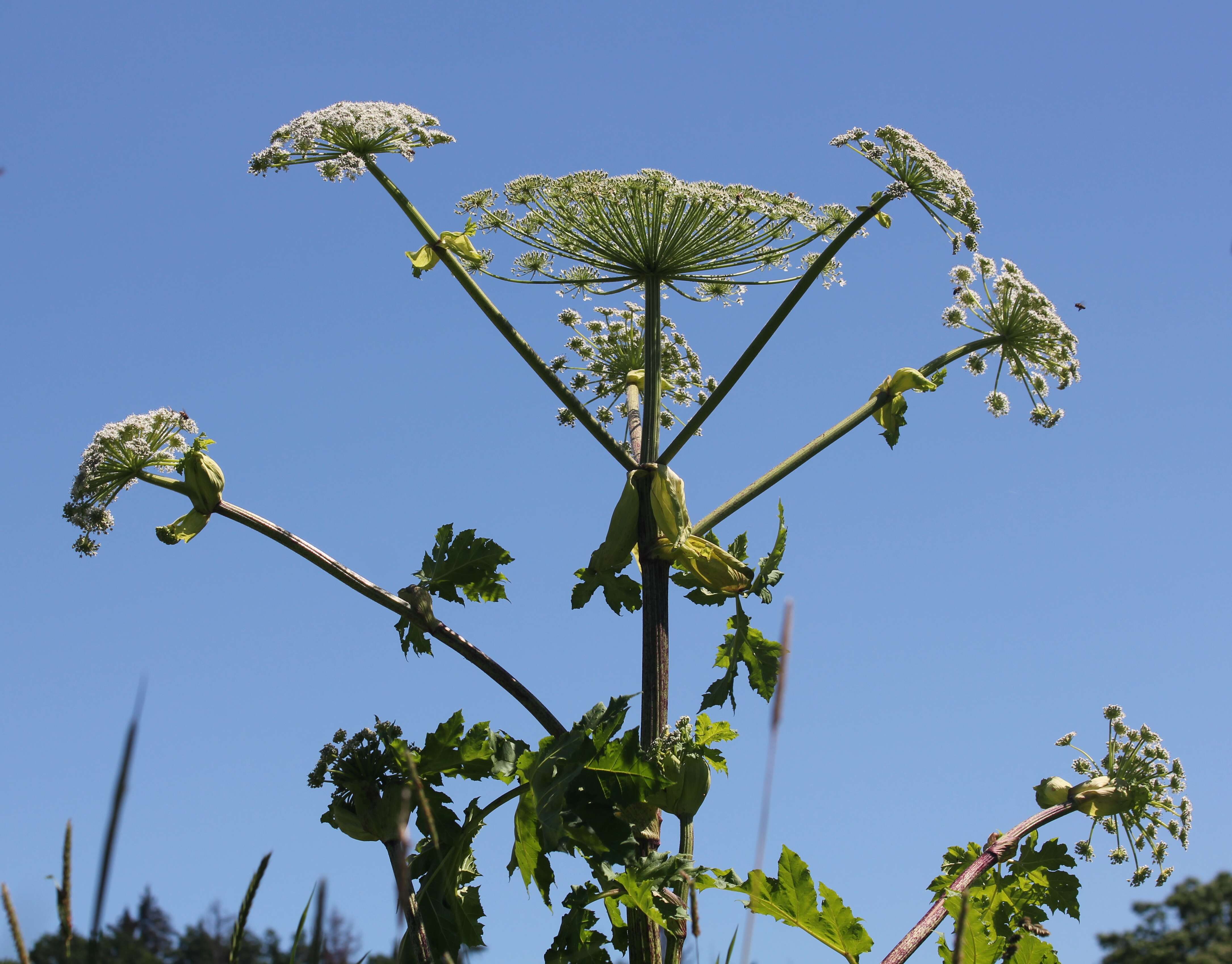 Imagem de Heracleum sosnowskyi Manden.