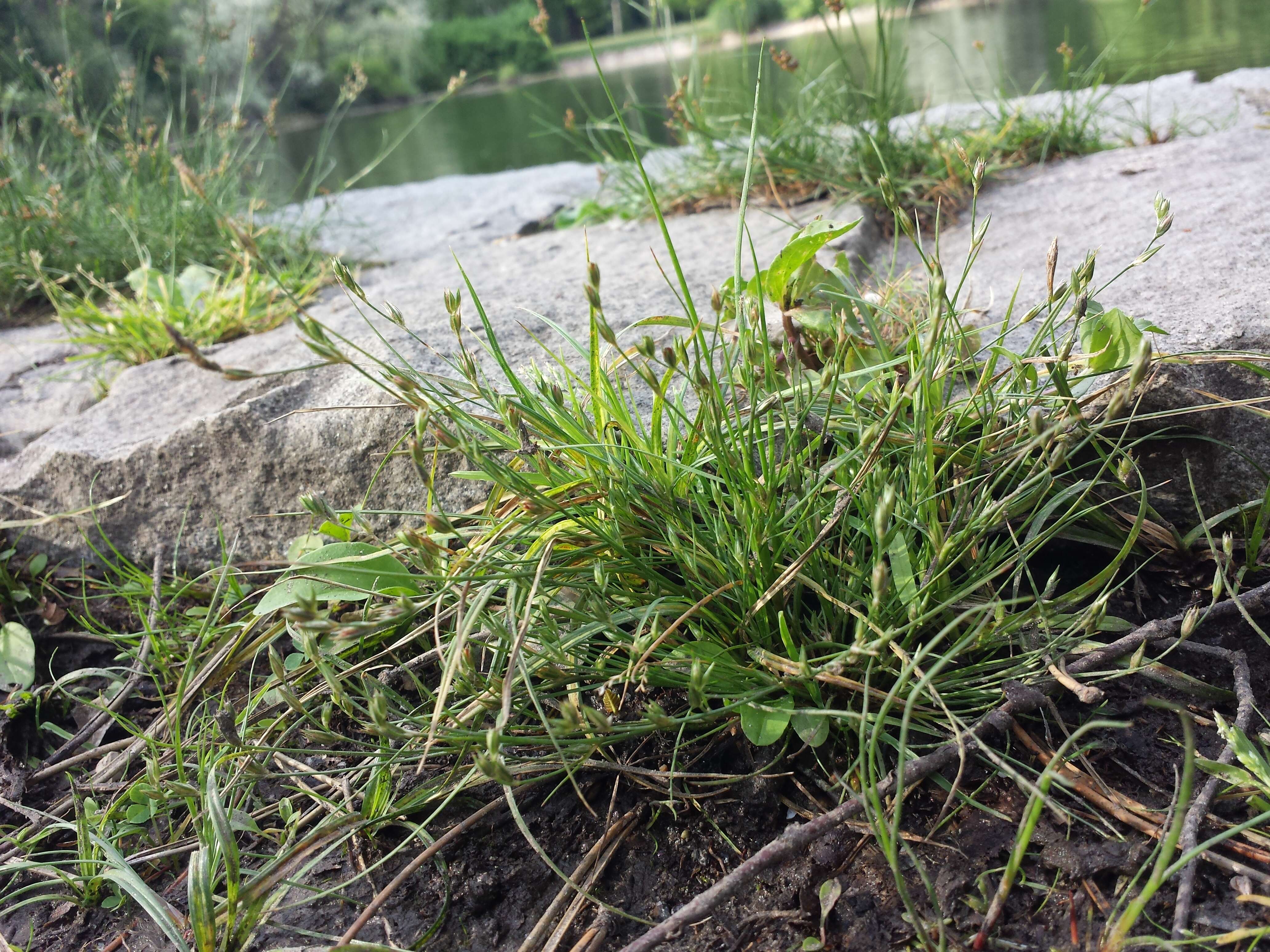 Image of Toad Rush