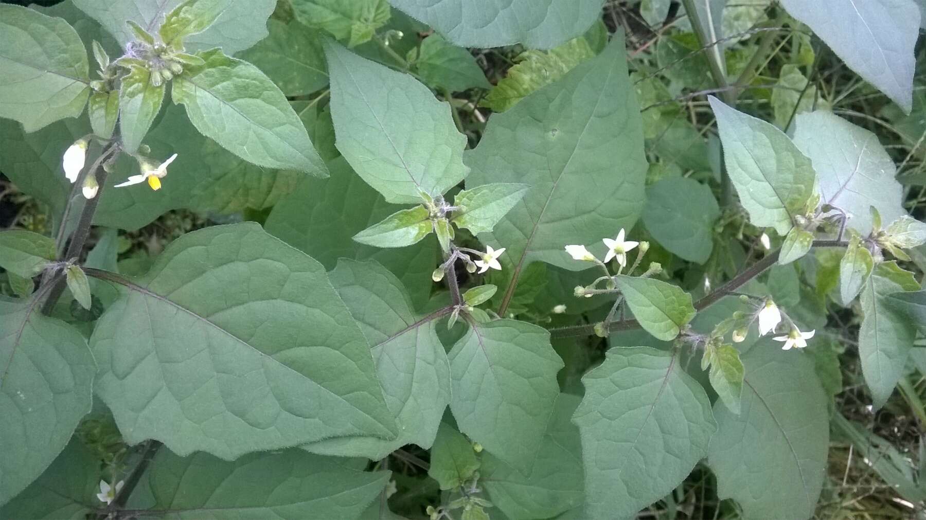 Plancia ëd Solanum nigrum L.