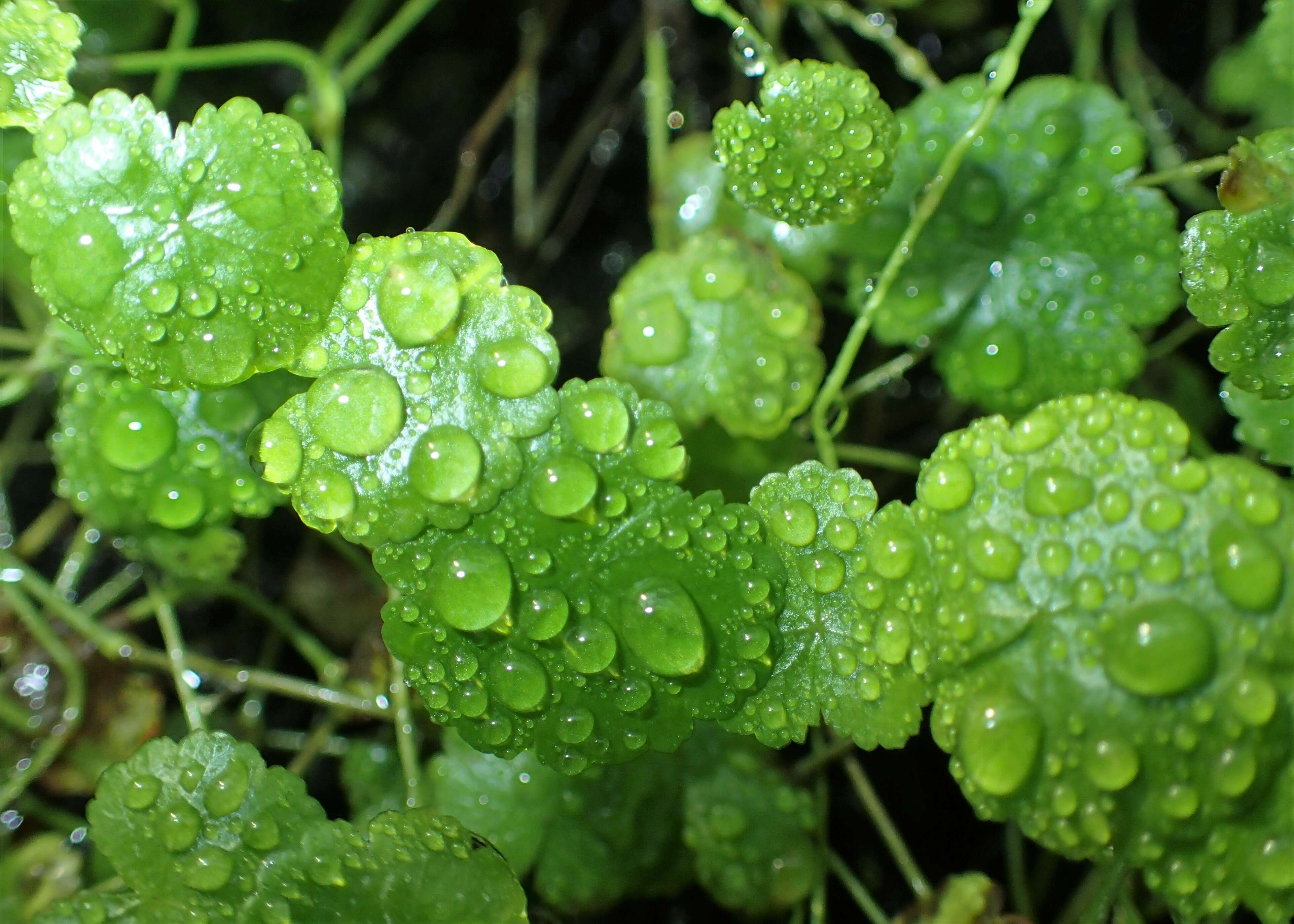 Imagem de Hydrocotyle sibthorpioides Lam.