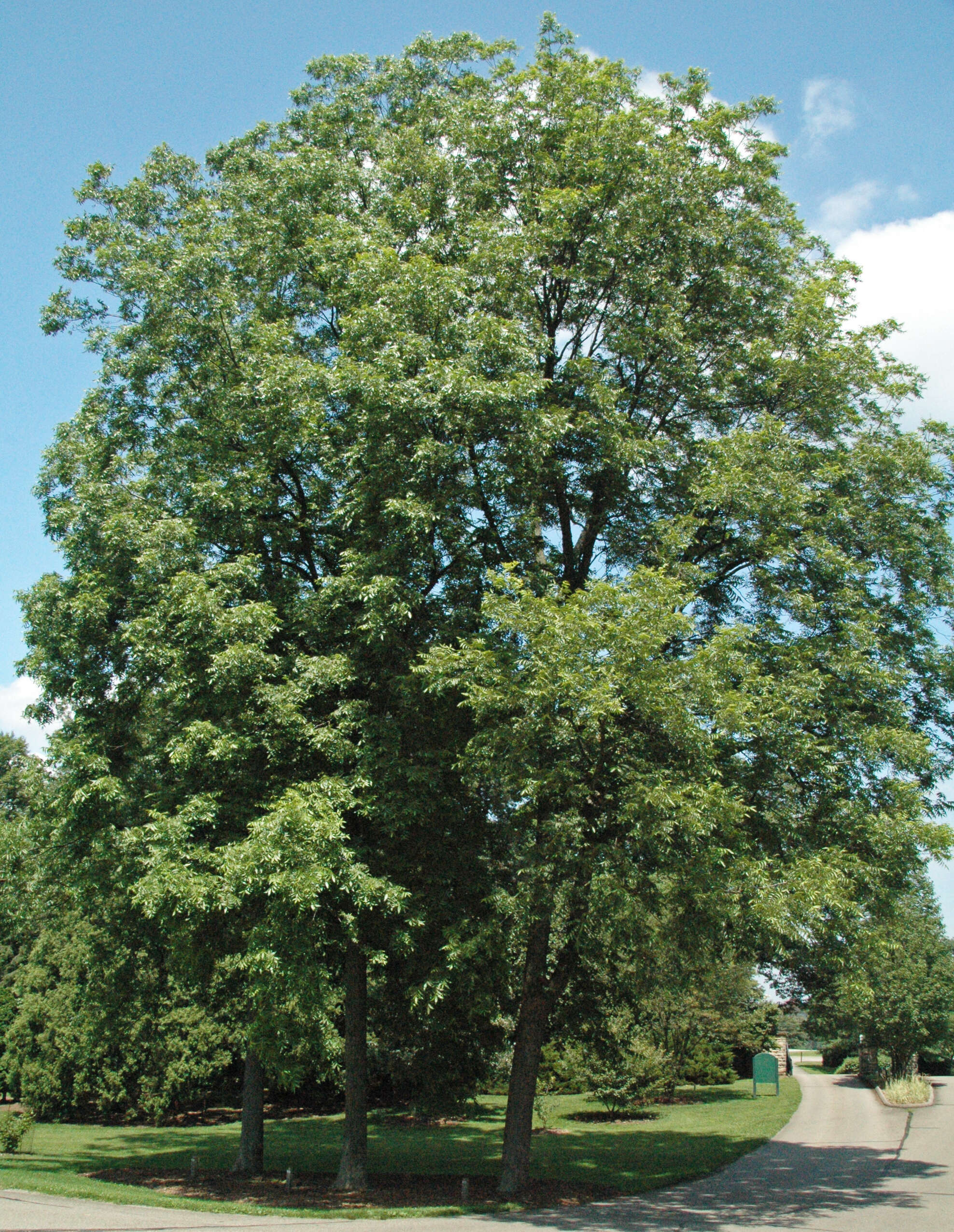 Image of Carya illinoinensis