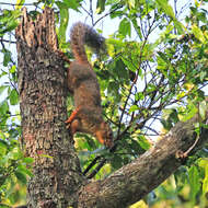 Image of Red-legged Sun Squirrel