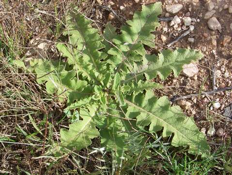 Image of wavyleaf mullein