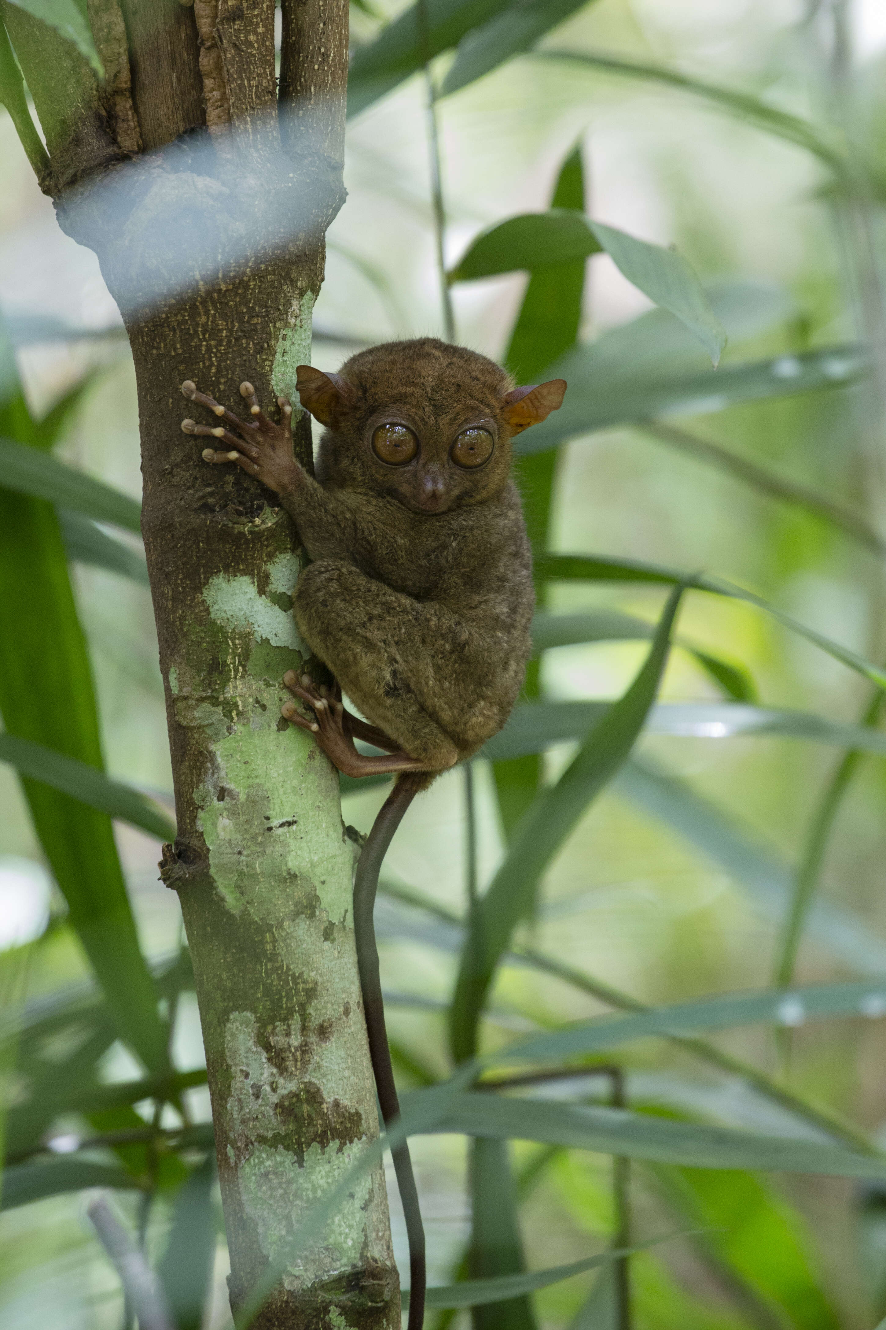 Image of Philippine tarsier