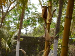 Image of common bamboo