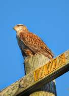 Image of Ferruginous Hawk