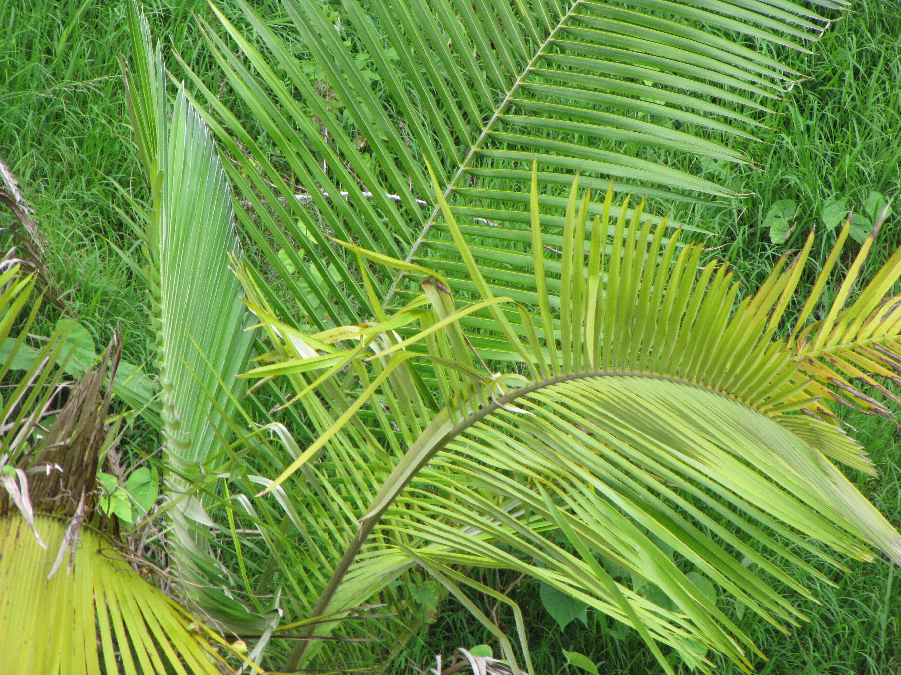 Image of wax palm