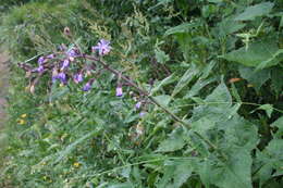 Image de Cicerbita alpina (L.) Wallr.