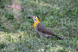 Image of Campo Flicker