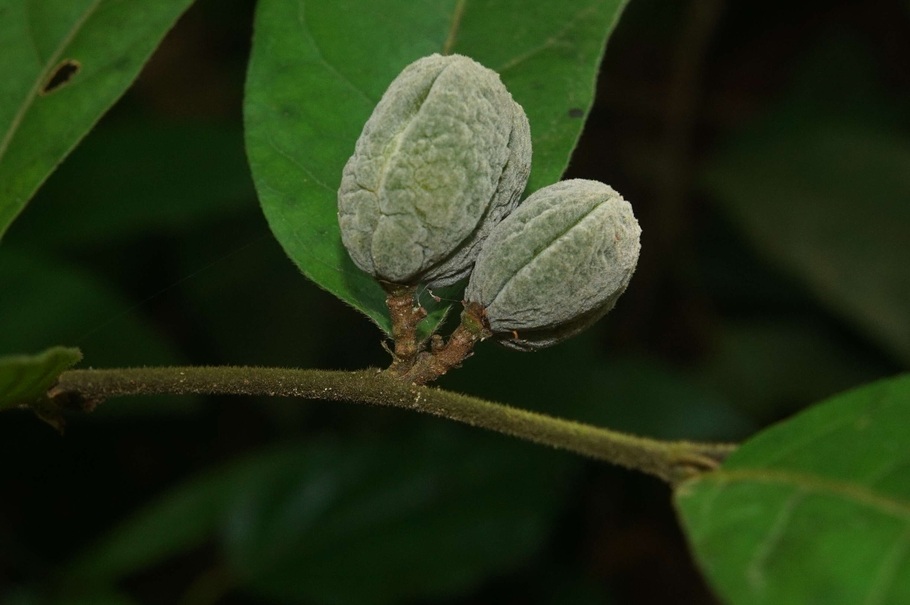 Слика од Dichapetalum gelonioides (Roxb.) Engl.