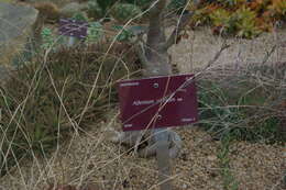 Image de Adenium obesum (Forsk.) Roem. & Schult.