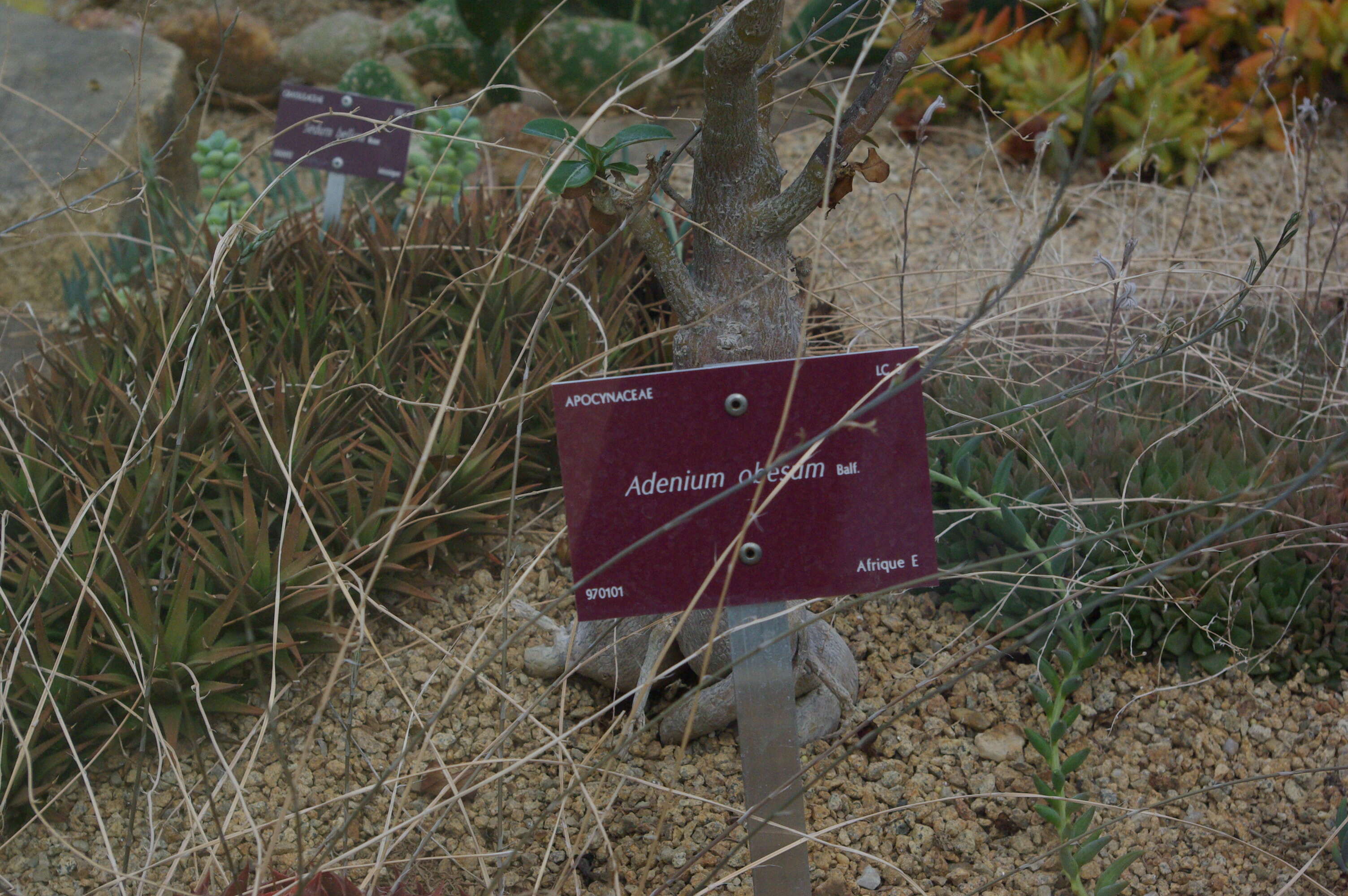 Image de Adenium obesum (Forsk.) Roem. & Schult.