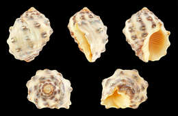 Image of alou rock shell