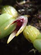 Image of Bulbophyllum depressum King & Pantl.