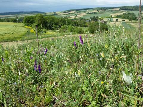 Image of smooth yellow vetch