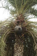 Image of wild date palm