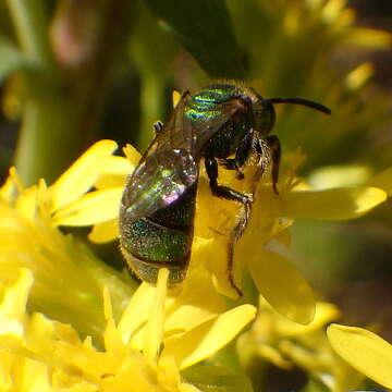 Image of Augochlorella aurata (Smith 1853)