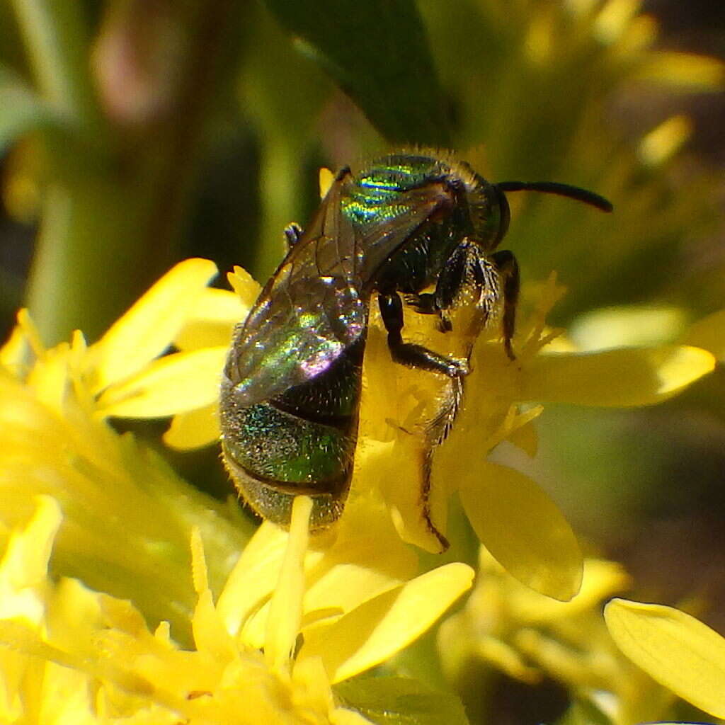 Image of Augochlorella aurata (Smith 1853)