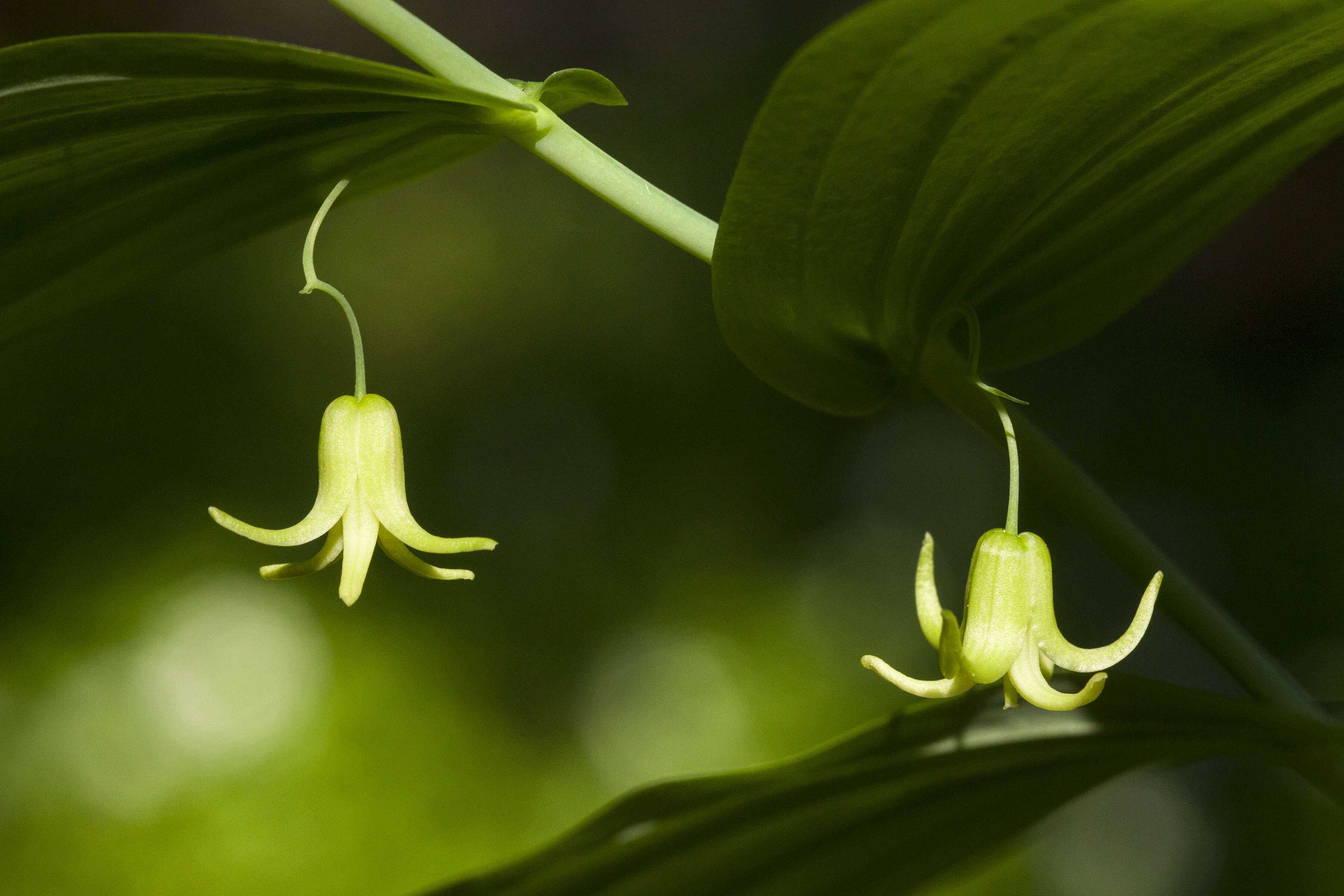 Image of claspleaf twistedstalk