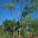 Image of Corymbia kombolgiensis (Brooker & Dunlop) K. D. Hill & L. A. S. Johnson