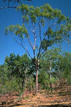 Image of Corymbia kombolgiensis (Brooker & Dunlop) K. D. Hill & L. A. S. Johnson