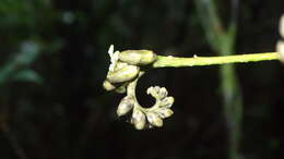 Image of Raputia aromatica Aubl.