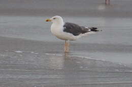 Image of Lesser Black-backed Gull