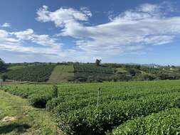 Image of Tea plant