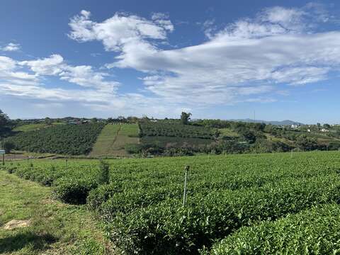 Image of Tea plant