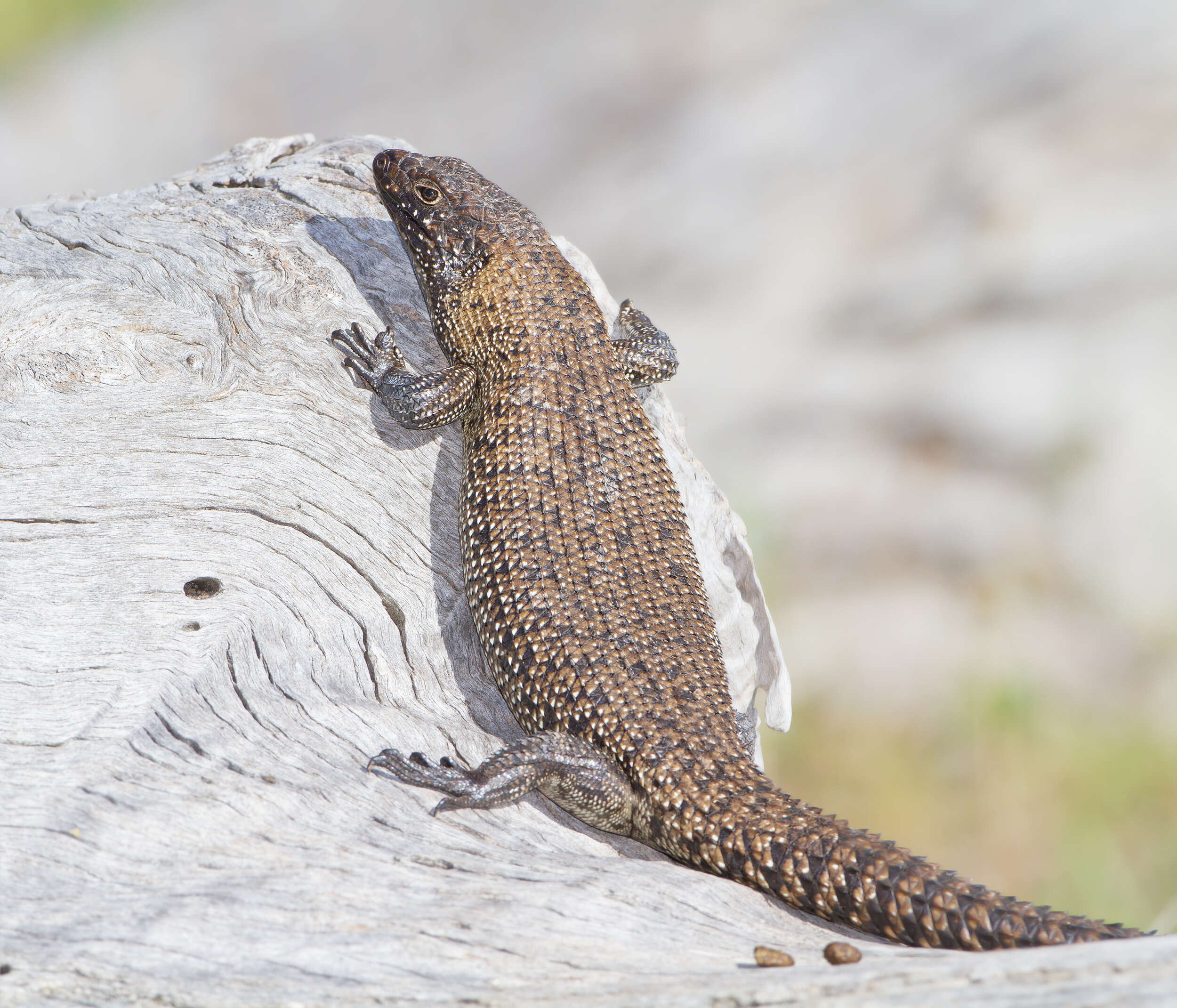 Image of Cunningham's skink