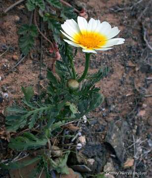 Image of Crown daisy