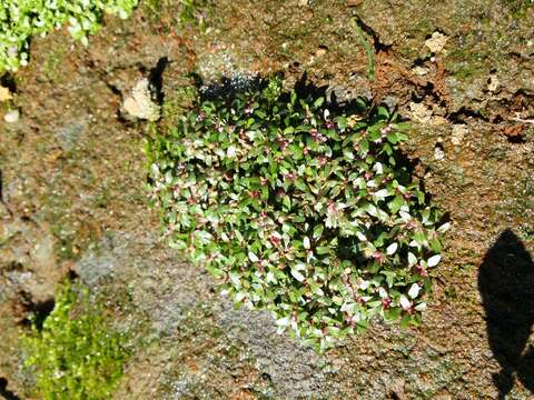 Image of Mudwort