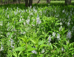 Imagem de Camassia scilloides (Raf.) Cory