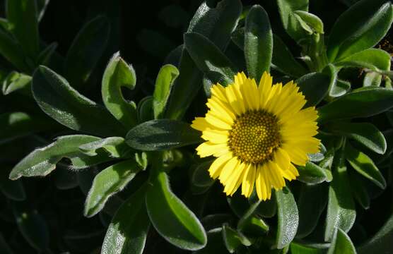 Image of estrella de mar