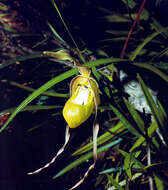 Image of Klotsch's Phragmipedium