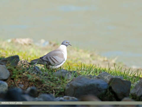 Image of Snow Pigeon