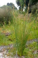 Image of Juncus australis J. D. Hook.