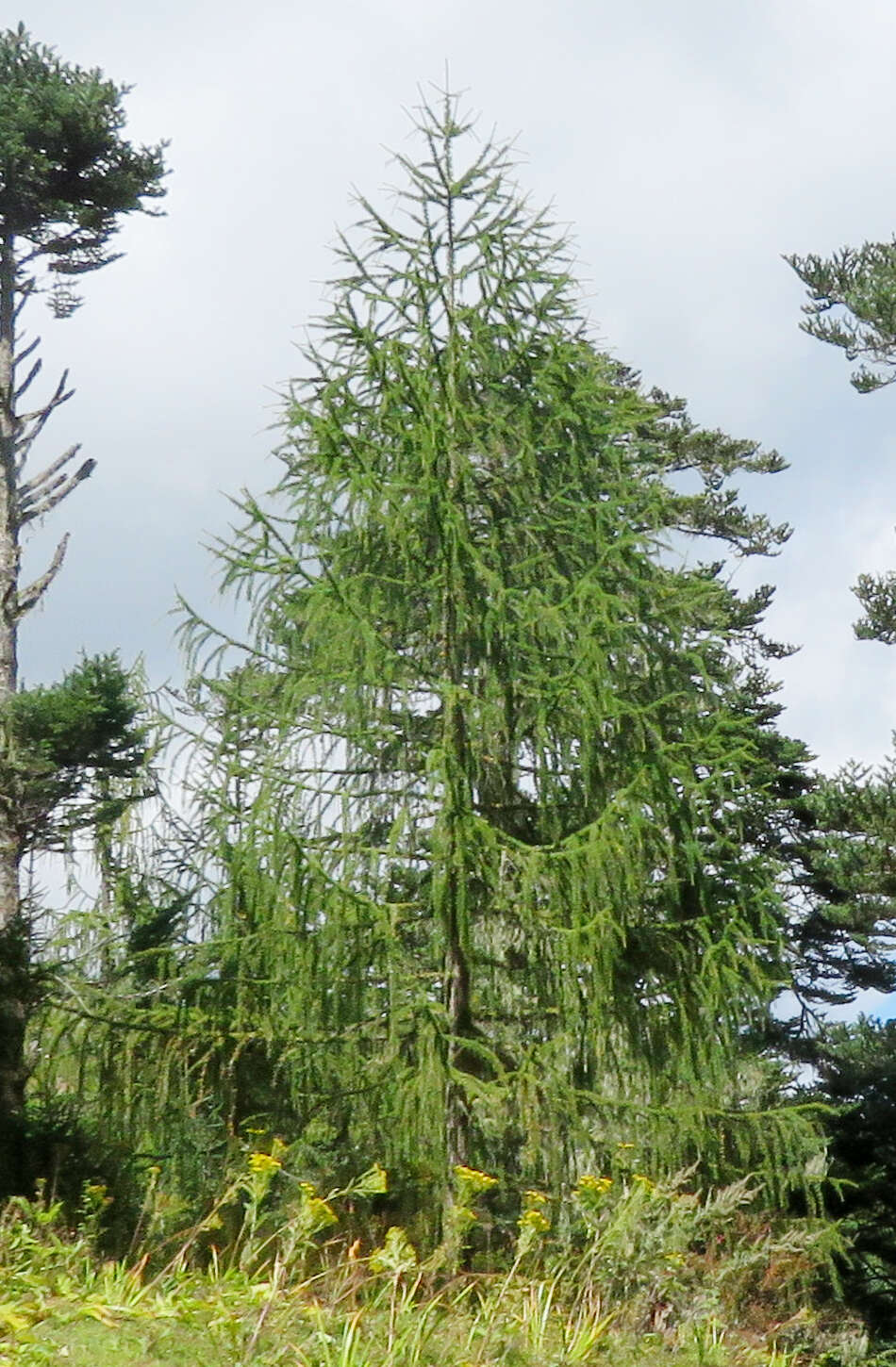 Image of Sikkim Larch