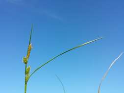 Image of Carex viridula