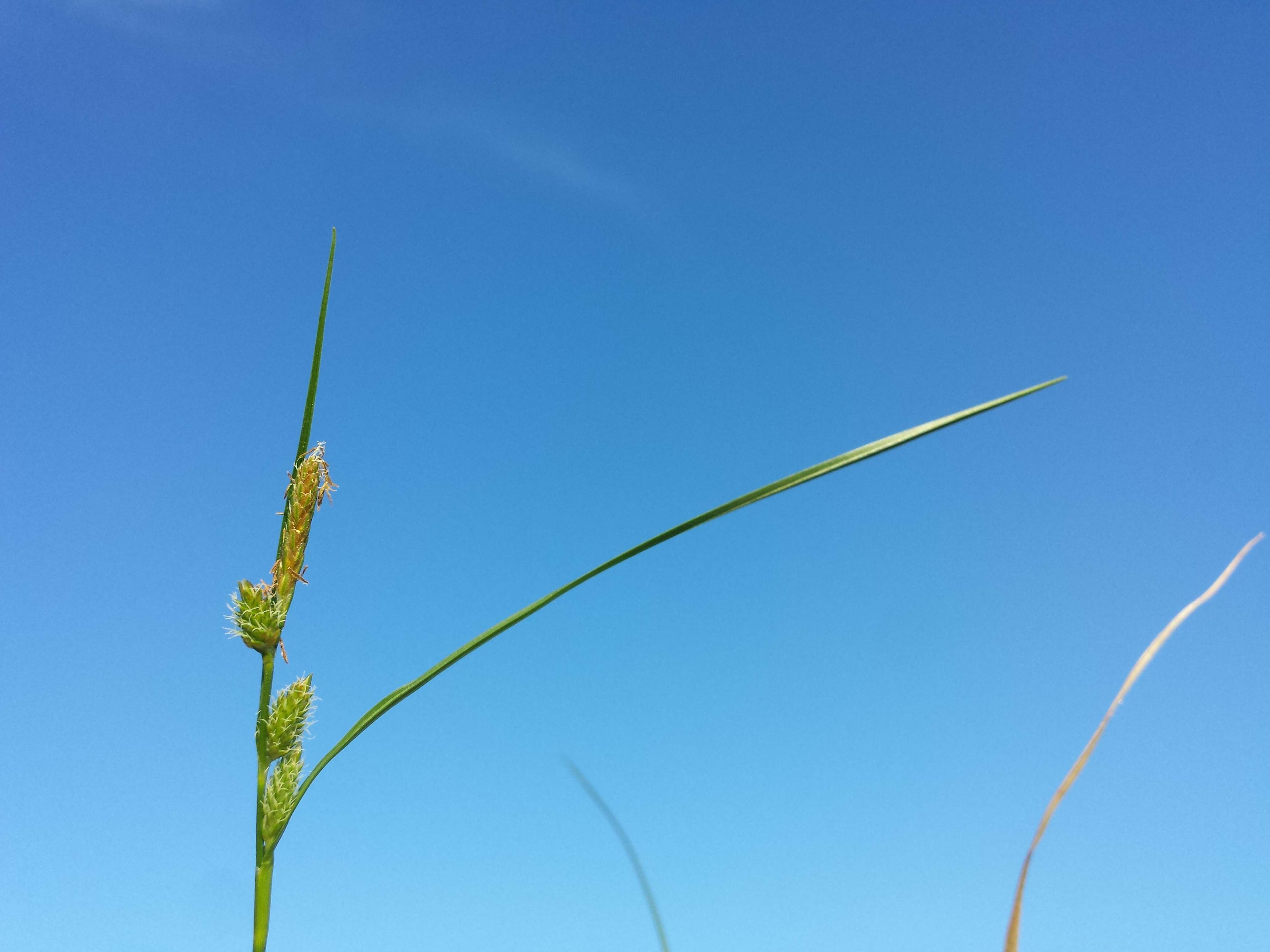 Image of Carex viridula