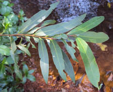 Image de Syzygium salicifolium (Wight) J. Grah.