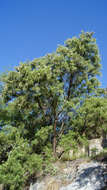 Image of desert willow