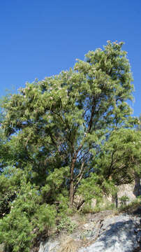 Image of desert willow