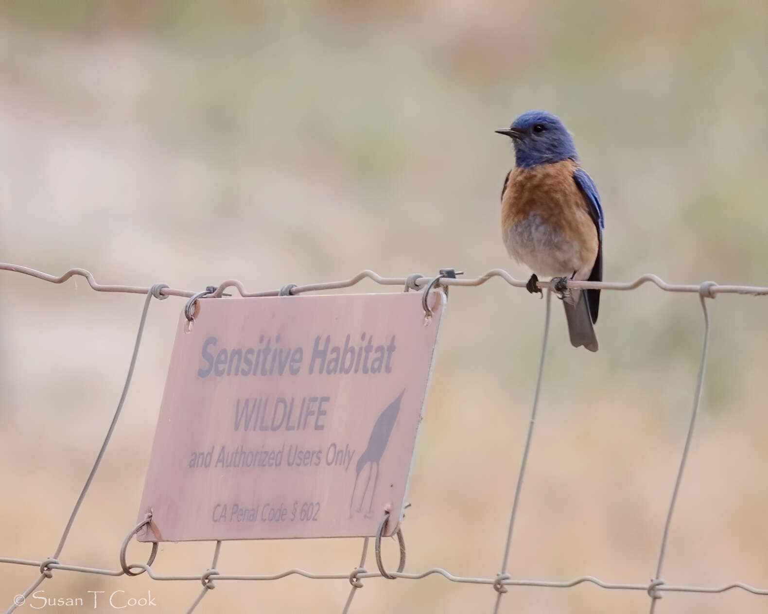 Image of Western Bluebird