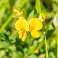 Image of Common Bird's-foot-trefoil