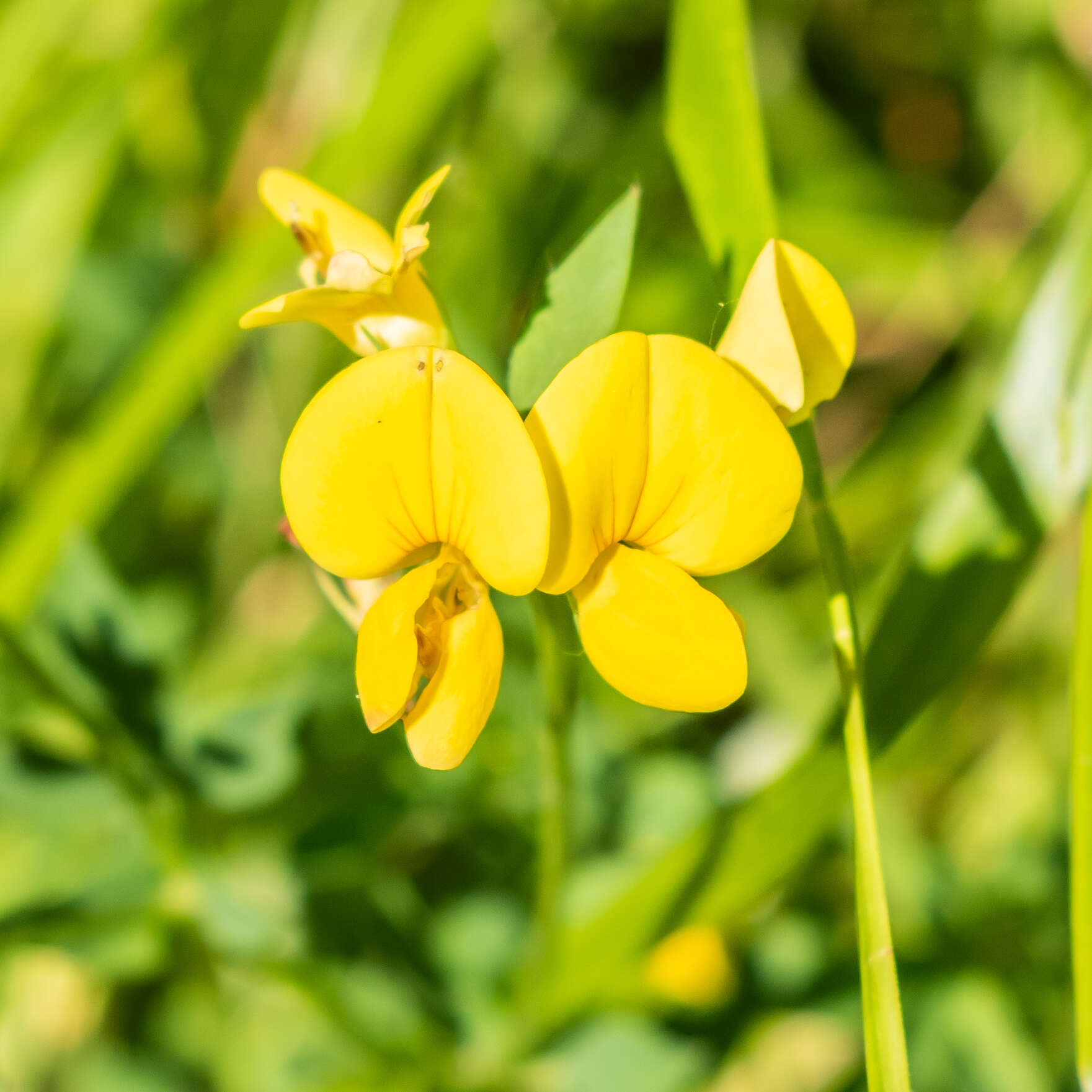 Image of Common Bird's-foot-trefoil