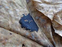 Image of European tar spot